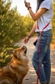 smycz-handsfree-czerwona-biothane-chowchow2.webp